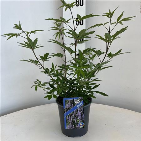 Vitex Agnus-castus