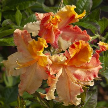 Азалия гибридная в тубе