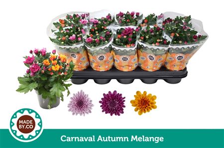 Chrys Carnaval Autumn Melange