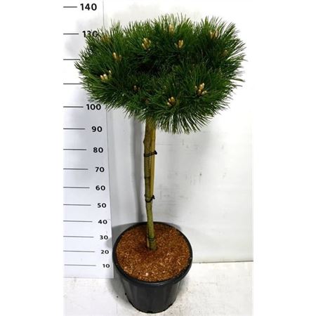 Pinus Nigra Keightly Broom On Stem