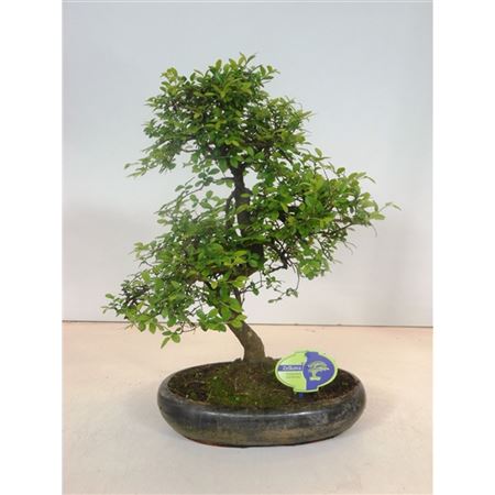 Bonsai Zelkova Parvifolia,  Without D.