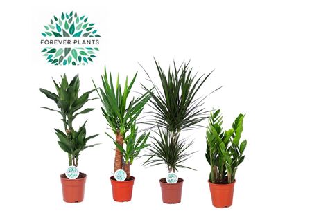 Plantmix Santos (forever)