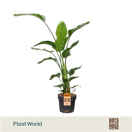 Strelitzia Nicolai 3pp 120-140cm