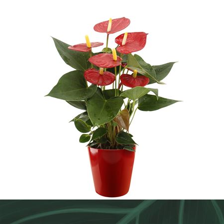 Anth An Aristo Red Ceramic 5+ (amazone)