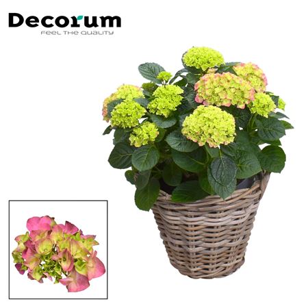 Hydrangea Pink 10+ Rattan Basket (decorum)