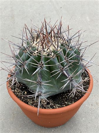 Ferocactus Ingens