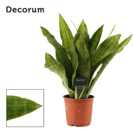 Sansevieria Aubrytiana Nite Lite (dec)