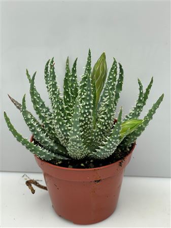 Haworthia Flowering