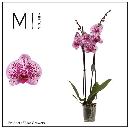 Phal 2st Mesmerion 16+
