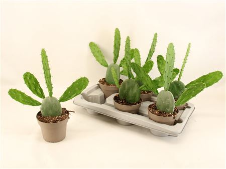 Opuntia Cochenillifera Diamond Green