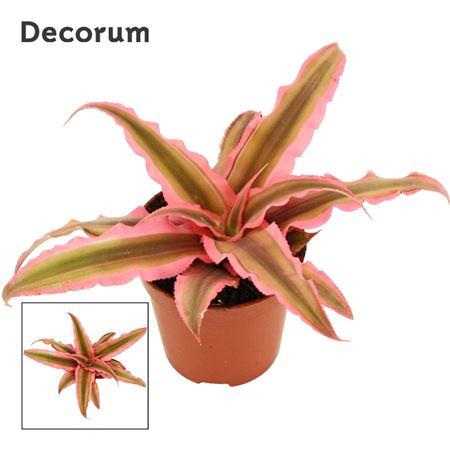 Cryptanthus Pink Starlite (decorum)