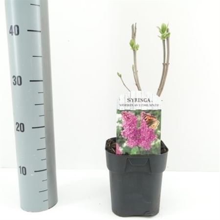 Syringa Vulg Ludwig Späth