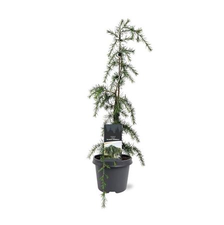Cedrus Deodara Pendula