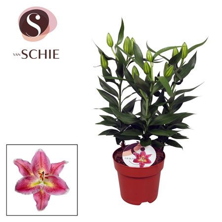 Lilium Or Reeleeze 4pp