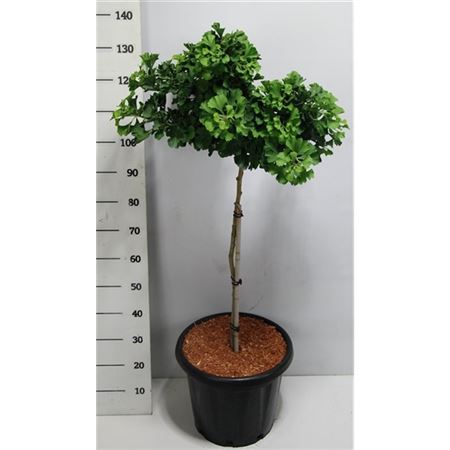 Ginkgo Biloba Mariken On Stem