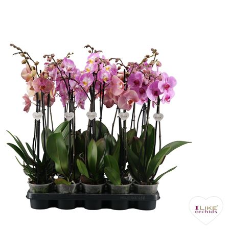 Phal 2st Pink 16+ (лево)