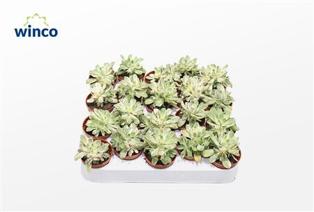 Aeonium Variagata
