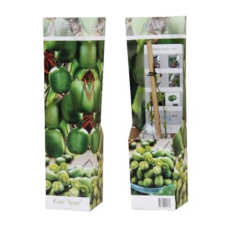 Actinidia Arguta Issai