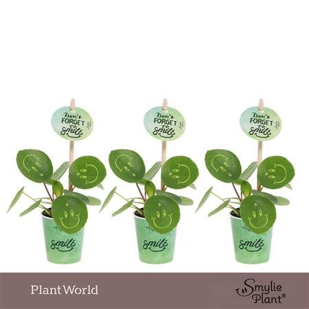 Pilea Smylie Plant Happy In Papercup