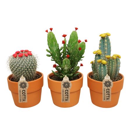 Cactus Mix Dryflower In Terracotta