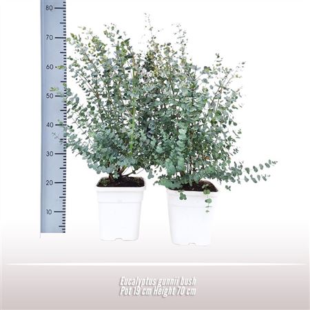 Eucalyptus Gunnii Bush