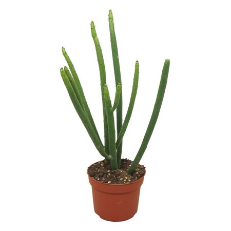 Euphorbia Alluaudii