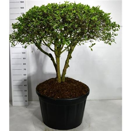 Cornus Mas