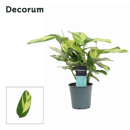 Calathea Pilosa (decorum)