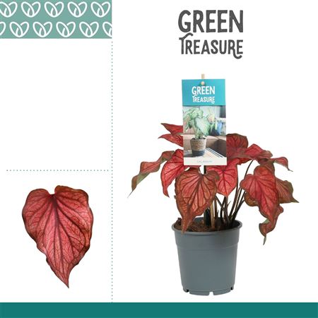 Caladium Red