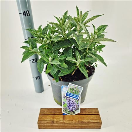 Buddleja Dav Lila Sweetheart Butterfly Candy