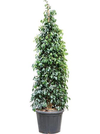 Ficus Benjamina 'danielle'