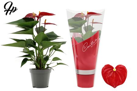 Anth An Micra In 2+ Couture Sleeve