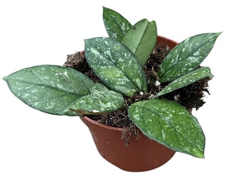 Hoya Crassipetiolata Splash