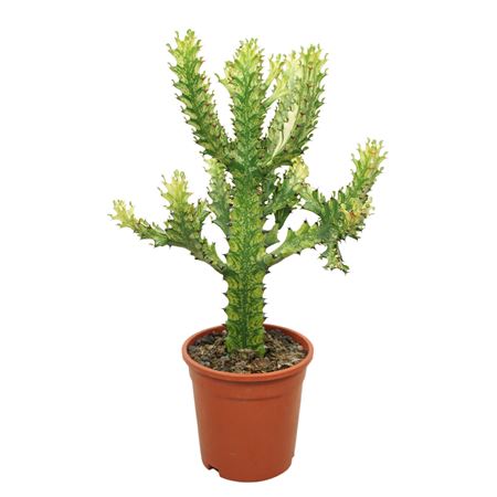 Euphorbia Mayurnathanii Variegata