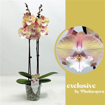 Phal 2st Tina 16+ (phalaenova )