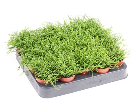 Rhipsalis Cassutha