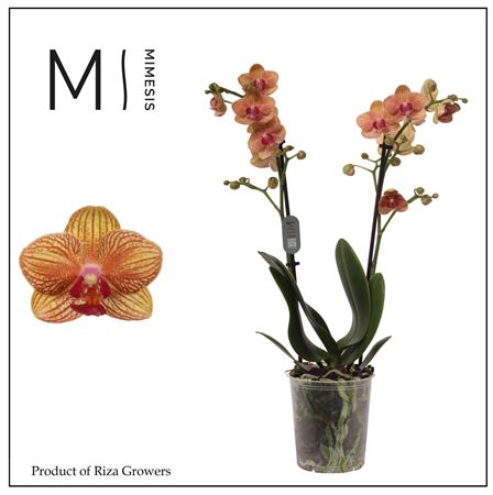 Phal 2st Penny Love 22+ (mimesis)