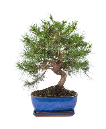 Bonsai Pinus Halepensis S-shape With Drip Tray (ou