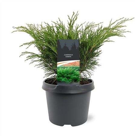 Juniperus Sabina