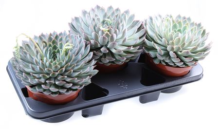 Echeveria Mystery Xl