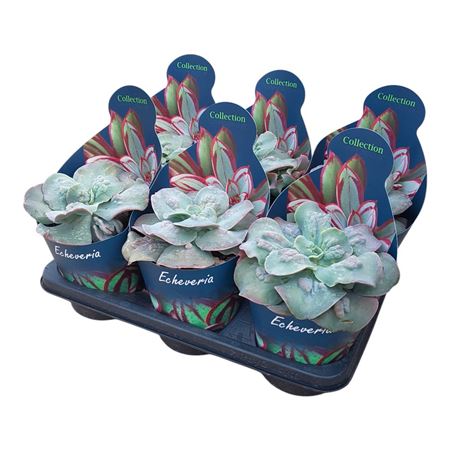Echeveria Cameo Potcover