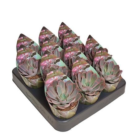 Echeveria Shaviana Pink Frills Potcover