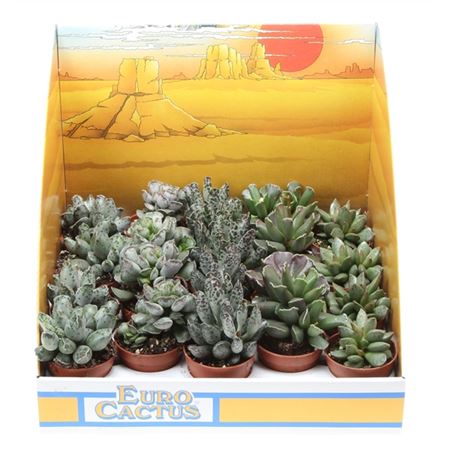Adromischus Mix In Showbox