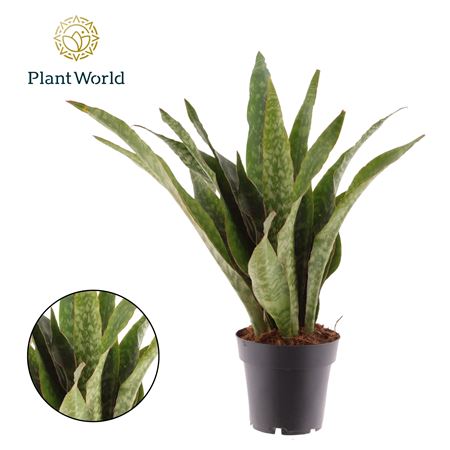 Sansevieria Aubrytniana Dragon