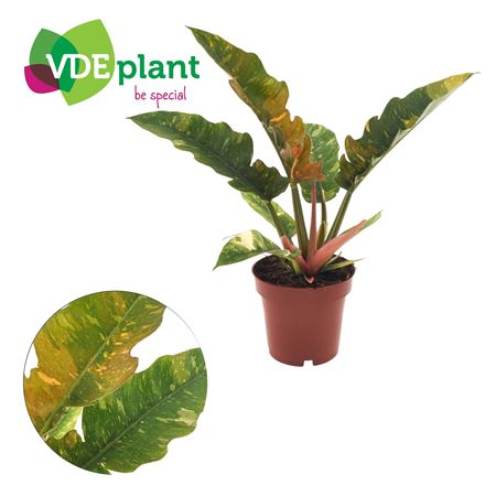 Philodendron Ring Of Fire