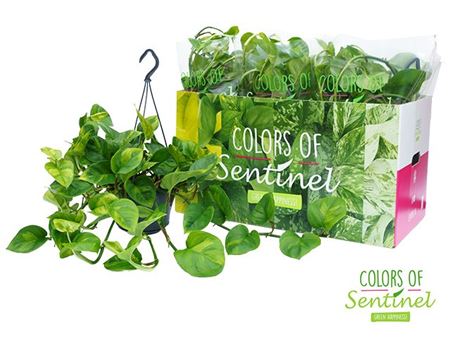 Эпипремнум пиннатум Global Green Hangpot