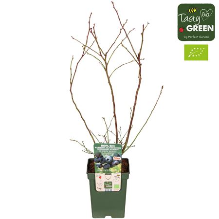 Vaccinium Cor Blue Dessert Bio