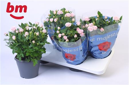 Rosa Jewel Patio Baby (bm)