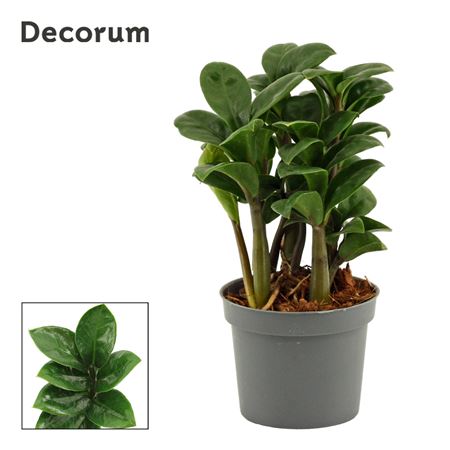 Zamioculcas Zenzi Natural (decorum)