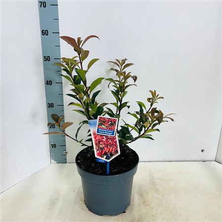 Photinia Fraseri Carré Rouge